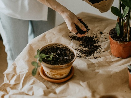 person-holding-soil